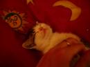 Tisbe, mi gatita Tisbe, mi gatita