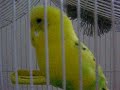 Puppu Pappagallo Chiacchierino