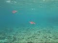 Bonaire Reef