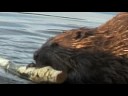 BEAVER IN TOWN