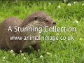 Royalty Free Animal Images with reseller rights