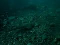 underwater video of a guitarfish.