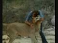 Come to Daddy Christian the Lion