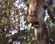 Giraffe 