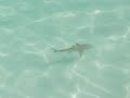 Sand shark