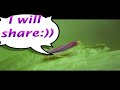 Leafhopper Drip