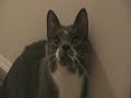 Talking Cat Talking Cat