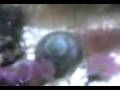 videos de Hermitão - Aquário Marinho UCB II