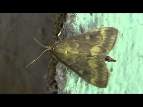 how to control european corn borer