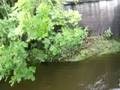 videos de 5 Dragley Beck at Low Mill next day!