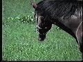 Special Fun Austria Mondsee 1999 SOLAR Eclipse
