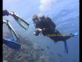 videos de Tauchen im Roten Meer 3 von 7