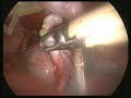 laparo cryptorchidectomy veterinary hospital citt� di Pavia