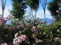 Pain Management in Paradise