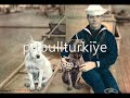 pitbull turkiye
