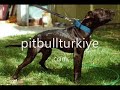 pitbull turkiye