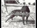 pitbull turkiye
