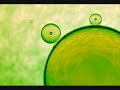 Synergy - Pacifier