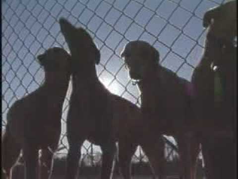 Carolina Camera: Race Dogs