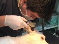 Otitis en Caninos, Clínica Veterinaria Pehuen Otitis en Caninos, Clínica Veterinaria Pehuen