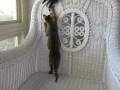 videos de AJSavannahs F2B Elwood's Wild Feather Chase