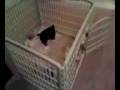 videos de Noelle playing fetch