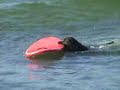 Surf Dog Louie riding a 7ft GT Surfboard