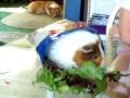 Guinea Pig - LiL Miss - gorging herself