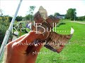 Overkill spud gun Overkill spud gun