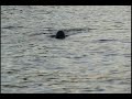 news-report-on-the-sighting-of-the-loch-ness-monster.html