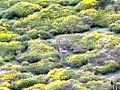 No es difícil encontrarse en el camino, cuando se pasea por La Pernía,  corzos y venados que están siempre alerta esperando salvar su pellejo gracias a la aguda sensibilidad de su oído y olfato.  La carrera del corzo es bella y elegante y su salto espectacular.  El venado,  si es macho, puede llegar a pesar hasta 200 kilos siendo pardo el color de su piel y en las crías tiene una coloración rojiza con manchas.