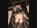 Pisco Video