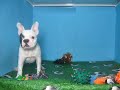 Bulldog Frances Macho STA REF:145 11