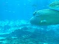 Georgia Aquarium - Grouper, Wrasse, and other Fish