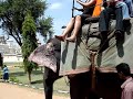 jessica on elephant jessica on elephant