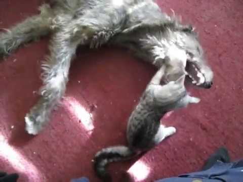 IRISH WOLFHOUND