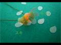 Quilling