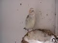 Darrrrek - Breeding Carduelis major EUMO-WITKOP mutation