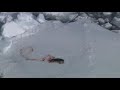 WARNING - IFAW Seal Hunt 2008 - Day 3 - GRAPHIC FOOTAGE