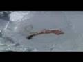 WARNING - IFAW Seal Hunt 2008 - Day 3 - GRAPHIC FOOTAGE