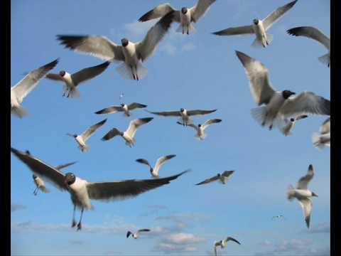 Youtube Video vHtmyen9ftM