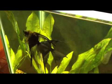 how to fertilize amazon sword