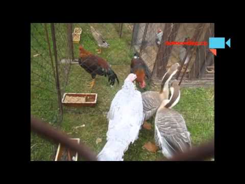 Párek hus labutích a bílá krůta na výstavě drobného zvířectva v Pacově 3.9.2015
