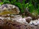 Beware Cockle Mr.P the MBU puffer is hungry part 2