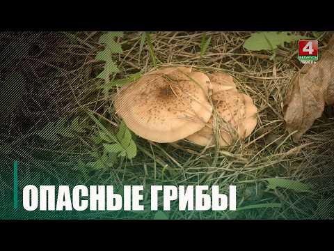 4 случая отравления грибами зафиксировано на Гомельщине видео