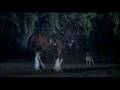 Budweiser Clydesdale Team Super bowl XLII Commercial ad 2008