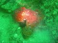 Critter Compilation