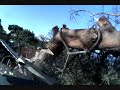 Pine dismantle