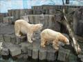 Ueno Zoo Visit 020107