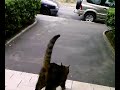 neko descent les 3 etages et sort promener